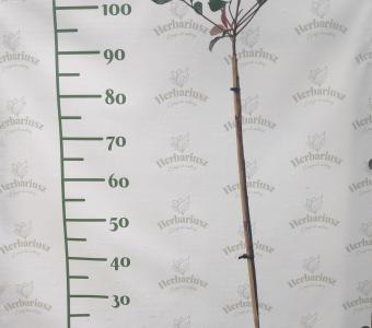 Głogownik frasera Little Red Rubin - Na pniu 70-120 cm