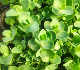 Rozchodnik Ewersii Rose -  Sedum ewersii