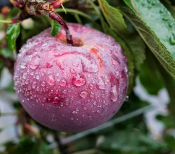 Jabłoń Red Delicious Jeromino - Późna deserowa