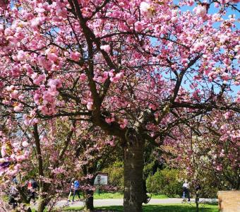  Wiśnia japońska (Prunus serrulata) KIKU SHIDARE 