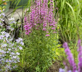 Krwawnica Hot Pink  -  Lythrum hybrida