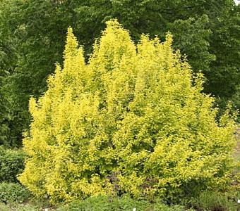 Pęcherznica kalinolistna Luteus - Physocarpus opulifolius