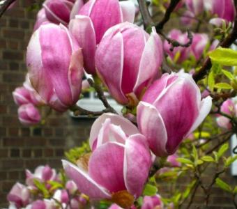 Magnolia LENNiE- Okrągłe kielichy