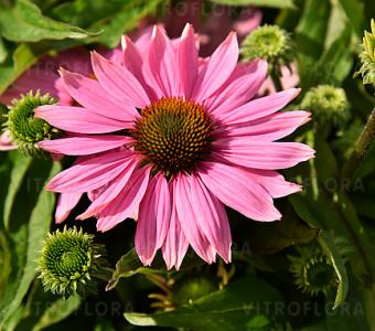 Jeżówka purpurowa Echinacea Light PinkPearl