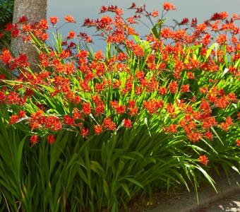Krokosmia Cynobrówka Crocosmia Lucifer - Czerwona