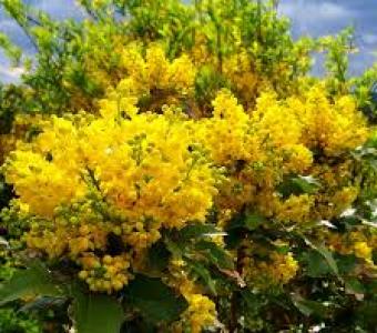 Mahonia pospolita