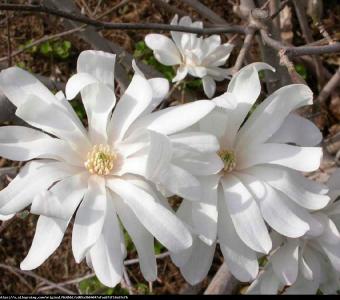 Magnolia gwieździsta Stellata 26