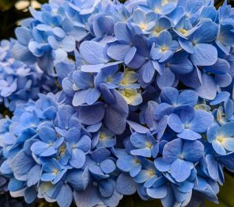 Hortensja ogrodowa Nikko Blue 26