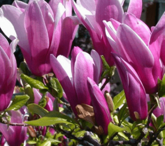 Magnolia OrientaL  Night