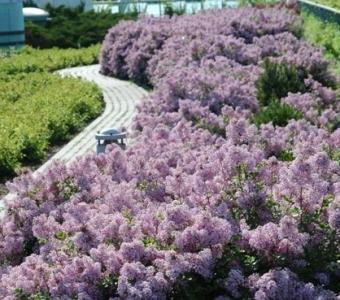 Lilak Bez Meyera Palibin -  Syringa meyeri 