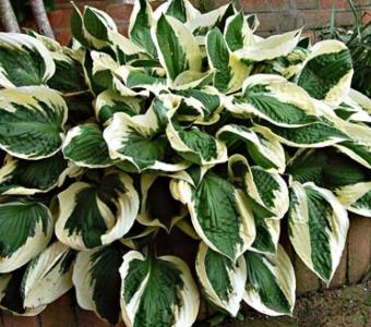 Hosta Funkia Patriot 26