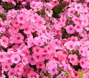 Floks Płomyk wiechowaty Flame® Light Pink Imp.