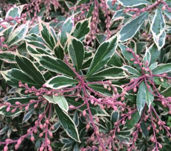 Pieris Little Heath  26