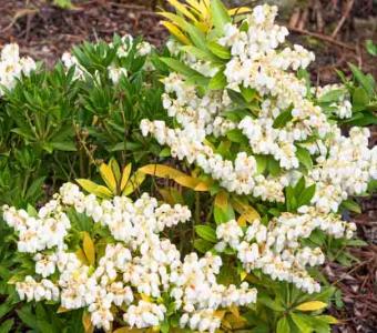 Pieris Prelude 