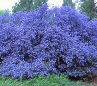 Prusznik Ceanothus El Dorado