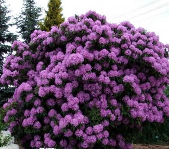  Rhododendron Różanecznik Catawbiense Grandiflorum - Wysoki 26