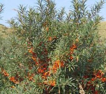 Rokitnik pospolity Friesdorfer Orange - Samopylny - Hippophae rhamnoides