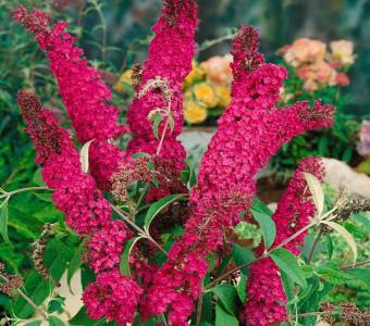 Budleja Davida Royal Red - Wysoka 26
