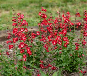 Penstemon Żółwik meksykański Rubicunda Harlequin