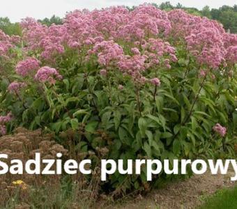 Sadziec plamisty Atropurpureum 