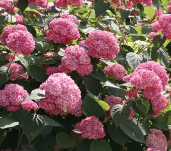 Hortensja krzewiasta Sweet Annabelle NCHA4 - NOWOŚĆ
