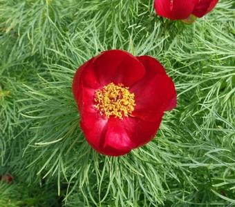 Piwonie Paeonia Koperkowa Delikatna