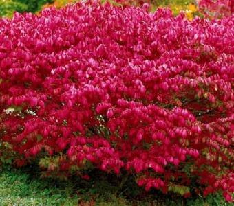 Trzmielina pospolita Red Cascade