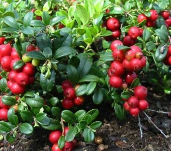Żurawina wielkoowocowa Pilgrim - Vaccinium