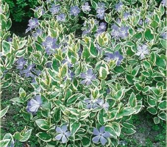 Barwinek Variegata 8