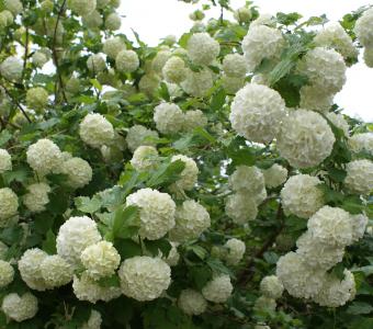 Kalina koralowa Roseum - Viburnum fragrans Nanum
