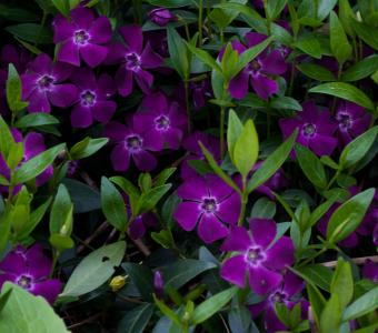 Barwinek Pospolity - Purpurowy - Vinca Minor