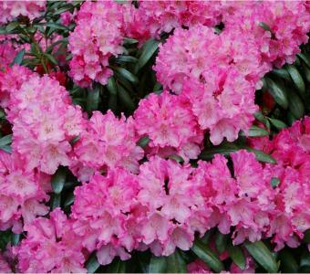 Rhododendron Kalinka 26