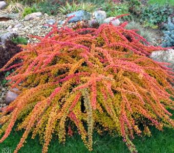 Berberys thunbergii Orange Carpet 26
