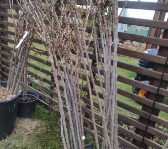 Agrest czerwony Spine Free bezkolcowy - Szczepiony Na pniu 