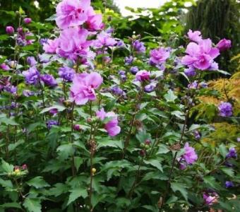 Hibiskus syryjski Ketmia Ardens - Hibiscus syriacus