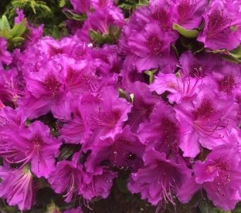 Azalia Japońska Rhododendron Geisha Purple - Purpurowa 