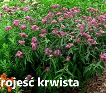 Trojeść krwista Cinderella