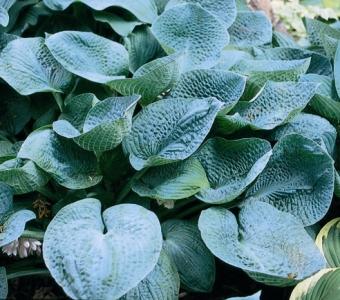 Hosta Funkia Big Daddy 26