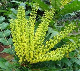 Mahonia Winter Gold - Zimozielona 26