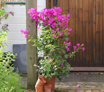 Bougainvillea Piramid - Pnącze 26