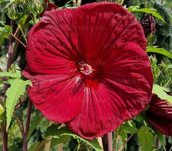 Hibiskus bagienny Burgundy Velvet