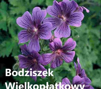 Bodziszek wielkopłatkowy