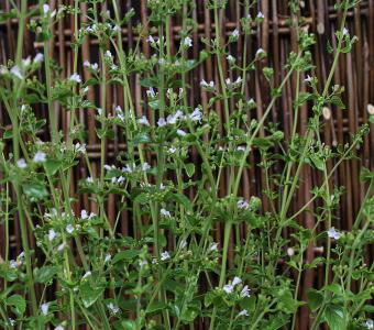 Kalaminta mniejsza - Calamintha nepeta