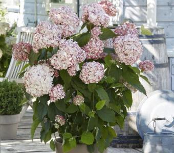 Hortensja krzewiasta Candybelle Bubblegum 26