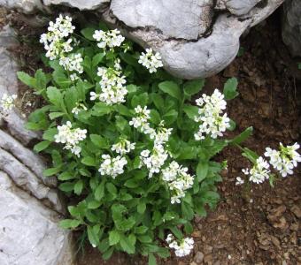Gęsiówka alpejska - Biała