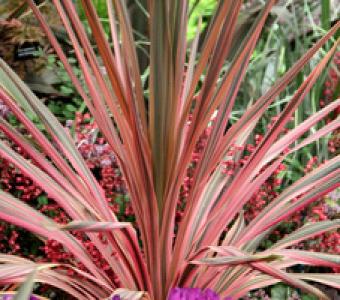 Cordylina australijska Pink Passion