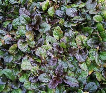 Dąbrówka rozłogowa Atropurpurea