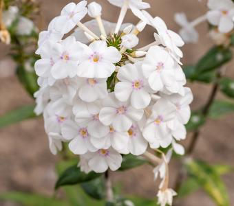  Floks plamisty Delta - Phlox maculata
