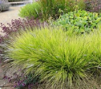 Sesleria jesienna - Sesleria autumnalis
