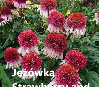 Jeżówka Echinacea Strawberry and Cream